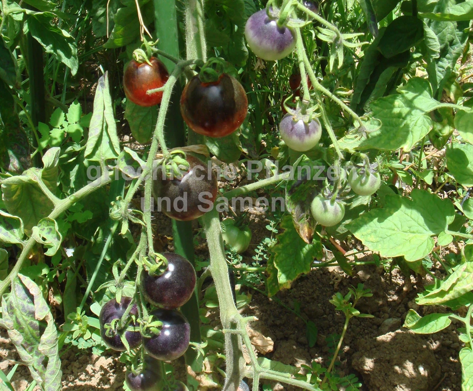 🔥 🍅 BLUE BERRY tomate azul 10 semillas raro crujiente dulce balcón variedad antigua - Imagen 1 de 1