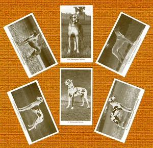 GREAT DANE SET OF SIX NAMED DOG COLLECTABLE TRADE CARDS GREAT GIFT - Picture 1 of 1