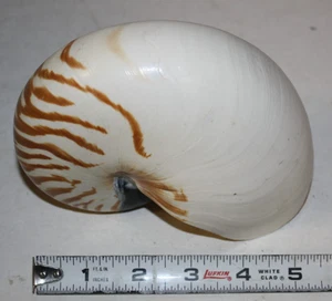 Natural Nautilus Seashell Nautilus Pompilius (1 shell approx. 5+ inches) - Picture 1 of 6