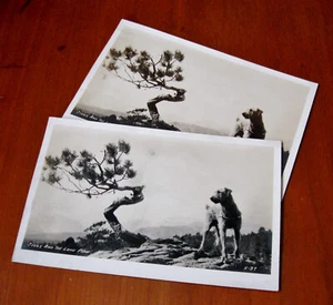Estampillas postales vintage en blanco y negro de Jiggs y el pino solitario de Benjamin Franklin sin publicar - Imagen 1 de 9