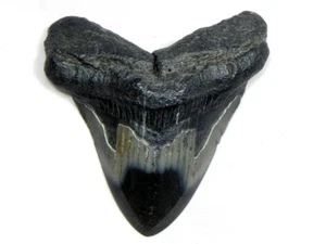 3 1/8 Inch Polished Fossil Megalodon Sharks Tooth Sharks Tooth Teeth Miocene - Picture 1 of 3