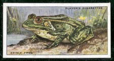 Players Cigarette 1939 Animals of the Countryside Card#48 Edible Frog