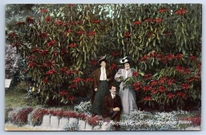 The Poinsettia California's Christmas flower CA People Picking postcard C8 - Picture 1 of 2
