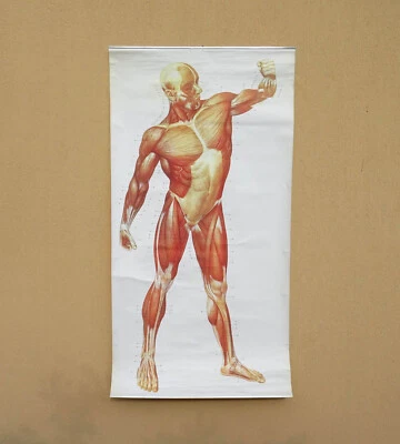 TABLA DE PARED DESMONTABLE EDUCATIVA ANATÓMICA SISTEMA MUSCULAR HUMANO DE COLECCIÓN Foto 1 de 4