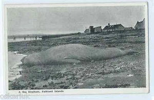 ISLAS MALVINAS FALKLAND ISLANDS PORT STANLEY SEA ELEPHANT UNUSED - Picture 1 of 1