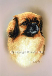 Tibetan Spaniel Print by Robert J. May - Picture 1 of 1