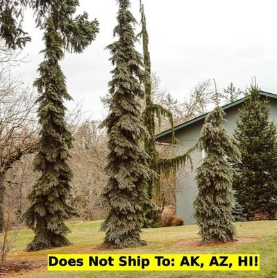 Weeping White Spruce Tree 1-2ft H Outdoor Evergreen Tree Deer Resistant Plant - Image 1 of 3