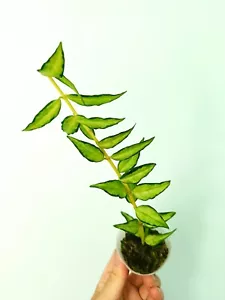 Hoya BELLA 'Variegated' LUIS BOIS - Bild 1 von 10