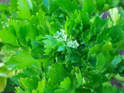 SEEDVILLE USA 2000 Cutting LEAF CELERY Apium Graveolens European Chinese Herb Seeds