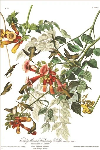 Póster artístico ilustración vintage rubí garganta zumbido por John James Audubon 24x3 Foto 1 de 1