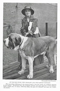 Saint Bernard / Yorkshire Terrier - CUSTOM MATTED - 1927 B/W Dog Photo Print - Picture 1 of 1