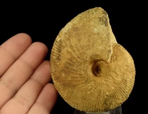 AMMONITE - Macrocephalites verus ---- JURASSIC CALLOVIAN -------- POLAND /kx012 - Picture 1 of 9