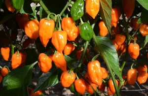 Habanero Orange 25 semi di peperoncino VERY HOT Semi/Seeds peppers piccanti - Foto 1 di 1