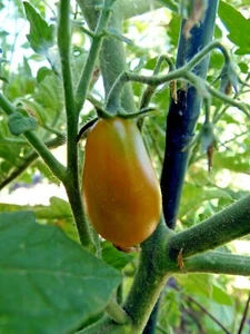 Rubor submarino - de lejos el mejor tomate pera amarillo - Imagen 1 de 1