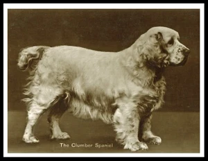 CLUMBER SPANIEL SCHÖNER VINTAGE STIL HUND SEPIA FOTODRUCK POSTER - Bild 1 von 1