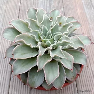 A6603 ECHEVERIA MADIBA Topf 25 cm H 13 cm B 26 cm MaMa Kaktus - Bild 1 von 4