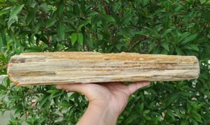 BELLISSIMO TRONCO NATURALE 16" LEGNO GREZZO PIETRIFICATO - Foto 1 di 10