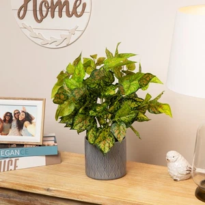 Arbusto Floral Dieffenbachia Amarillo Verde Artificial Northlight 19.5" - Imagen 1 de 6