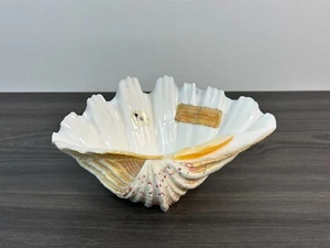 Real TRIDACNA GIGAS Clam Shell Bowl ~ trinket dish Polished w/ Flat Stable Base - Picture 1 of 11