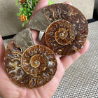 169g 1 Paar geteilte Muschel Ammonit fossil Probe Heilung Madagaskar B1282