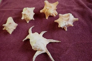 Menge 5 Muscheln Muscheln natürlich schön weiß Ozean Dekor 8" x 6" x 6" - Bild 1 von 16