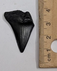 Fossil MEGALODON Shark Tooth (#Z493) - Picture 1 of 1