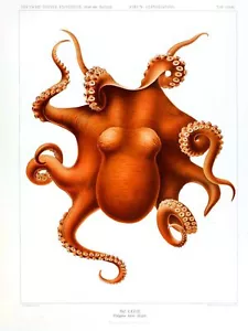 4047. Polylpus levis hoyle, roter Krake. POSTER. Heimschule Kunstdekor - Bild 1 von 1