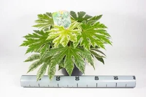 Fatsia japonica Spiderweb - Zimmeraralie - Zimmerpflanze - Grünpflanze - Bild 1 von 1