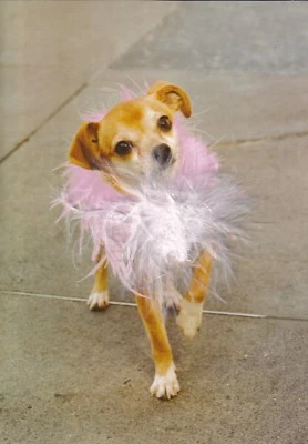 TARJETA DE PAPIRO DE SAN VALENTÍN NIP PRECIO DE VENTA SUGERIDO POR EL FABRICANTE $4,95 PERRO CON TARJETA DE BOA DE PLUMAS (N6) Foto 1 de 3