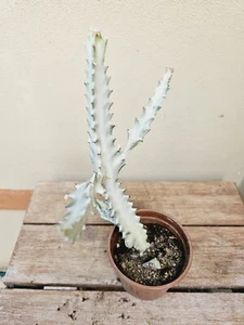 Cactus White Ghost - Indoor/Outdoor Plant 🪴 - Picture 1 of 4