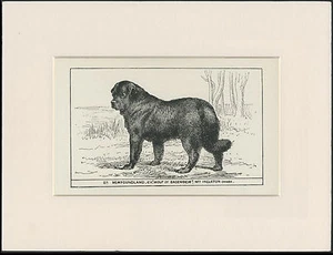 NEWFOUNDLAND OLD ANTIQUE 1900 ENGRAVING NAMED DOG PRINT READY MOUNTED - Picture 1 of 1