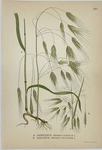 Antique Botanic Print - Carl Lindman - Bromus sterilis - Sterile brome - Flora - Picture 1 of 2