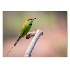 Art Print Poster Green Bee-eater Bird Tropical Birds #51077