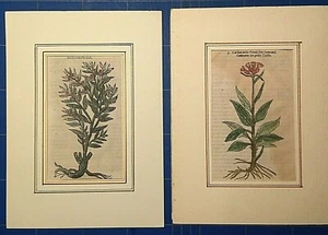 PLANTAE VULNERARIAE et FERRUMINANTES 2 xilografie policrome originali autentiche - Foto 1 di 10
