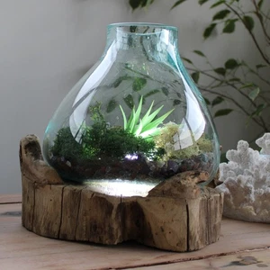 Molten Glass Large Fish Tank with Light – 3.7L on Wood Base (30cm) - Picture 1 of 11