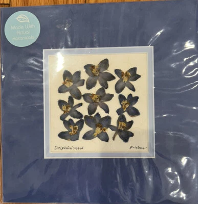 Arte botánico prensado Iceworm Studio por Pauline Lian nuevo de stock Foto 1 de 3