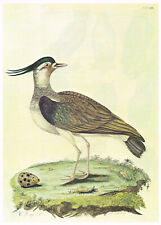 Lapwing Bird Print Picture William Hayes Old Vintage 1984 BOB#52
