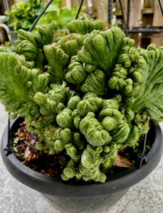 Cereus Peruvianus Repandus Monstrose  special rooted  plant - Picture 1 of 2