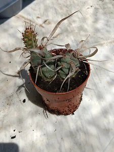 Tephrocactus articulatus papirocantus Cactus plantas Ø 8 cms - Imagen 1 de 3