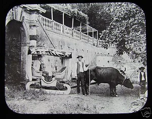 Glass Magic Lantern Slide OX CARRAIGE / SLEDGE MADEIRA C1890 PORTUGAL - Picture 1 of 2
