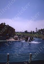 Sl61  Original slide 1970's  Sea World San Diego  Whale show Park 555a
