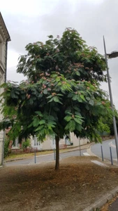 Albizia julibrissin 'Rouge Selection' / Arbre à soie à fleurs rouge / Contene... - Bild 1 von 2