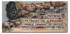 Die Cut Old Faithful Petrified Forest HOLBROOK AZ US ROUTE 66 Vintage Postcard