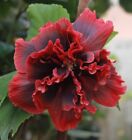 Graines d'hibiscus doubles géantes rouge foncé 100 graines vivace parfumée jardin maison