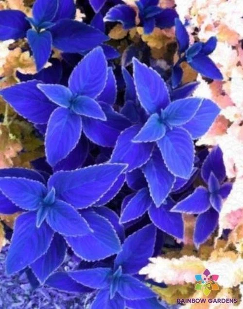 25 + 海军蓝 Coleus 种子用于花园种植 - 美国 - 免费送货! — 第 1/1 张图片