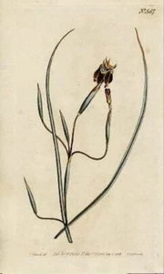 CURTIS BOTANICAL; #587 Vogel gekälkte Flagge 1802, Original - Bild 1 von 1