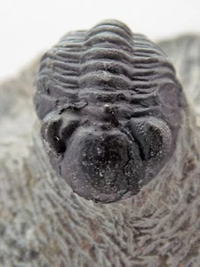 GERASTOS TRILOBITE SPECIMEN  FOSSIL   3420 - Picture 1 of 6