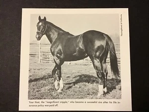 YOUR HOST photo Horse Racing KELSO SIRE - Picture 1 of 1
