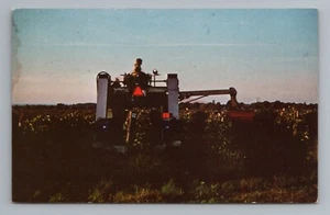 North East Pennsylvania Mechanical Grape Harvester Vintage Postcard - Picture 1 of 2