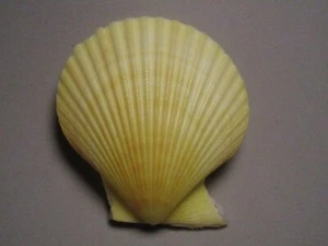 Pecten (Chlamys) senatoria (Gmelin, 1791)  "BRIGHT-YELLOW!"  (69.6mm) - Picture 1 of 4